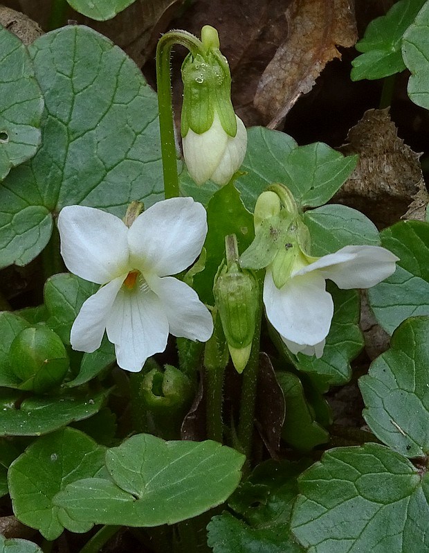 fialka Viola sp.