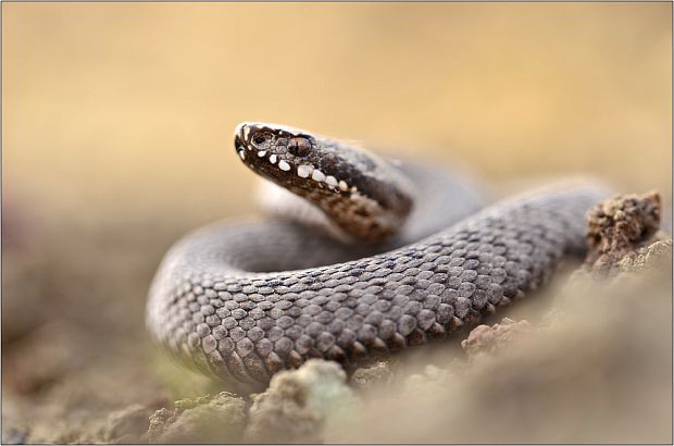 vretenica severná  Vipera berus