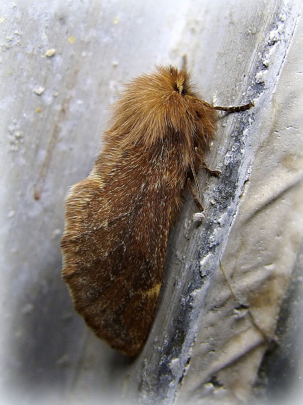 chochlatka javorová ♀   Ptilophora plumigera