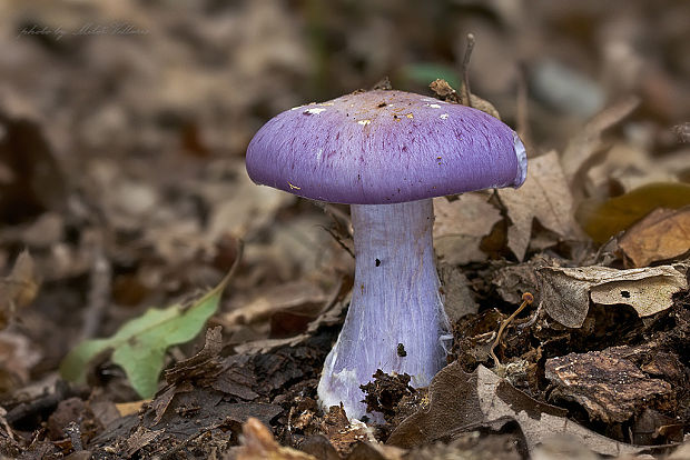 pavučinovec Cortinarius sp.