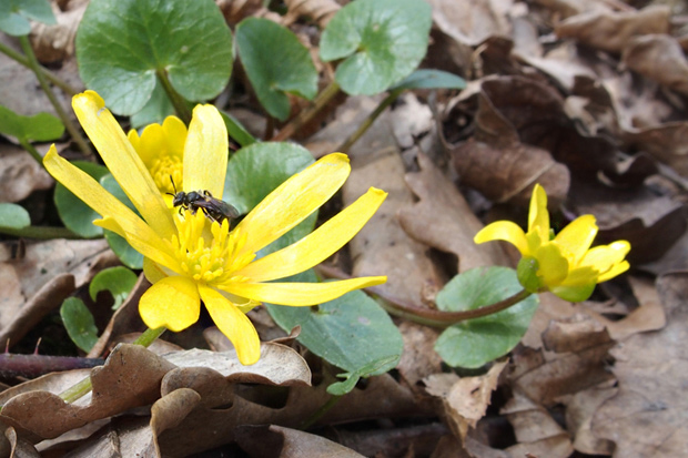 blyskáč záružľolistý Ficaria calthifolia Rchb.