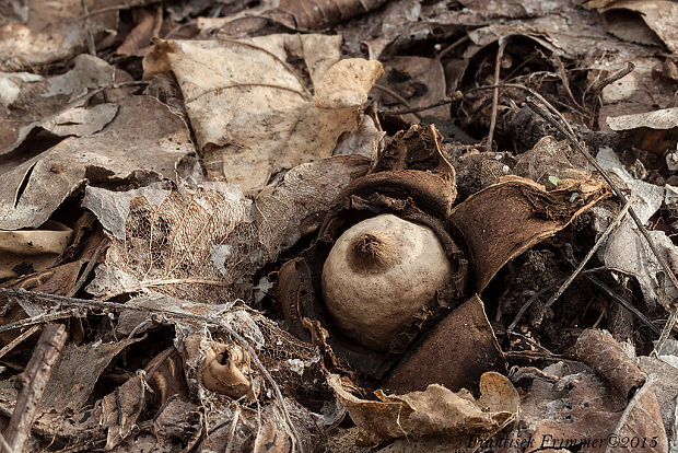 hviezdovka trojitá Geastrum triplex Jungh.