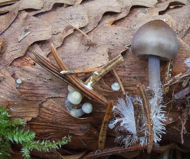 prilbička šišková Mycena strobilicola J. Favre & Kühner