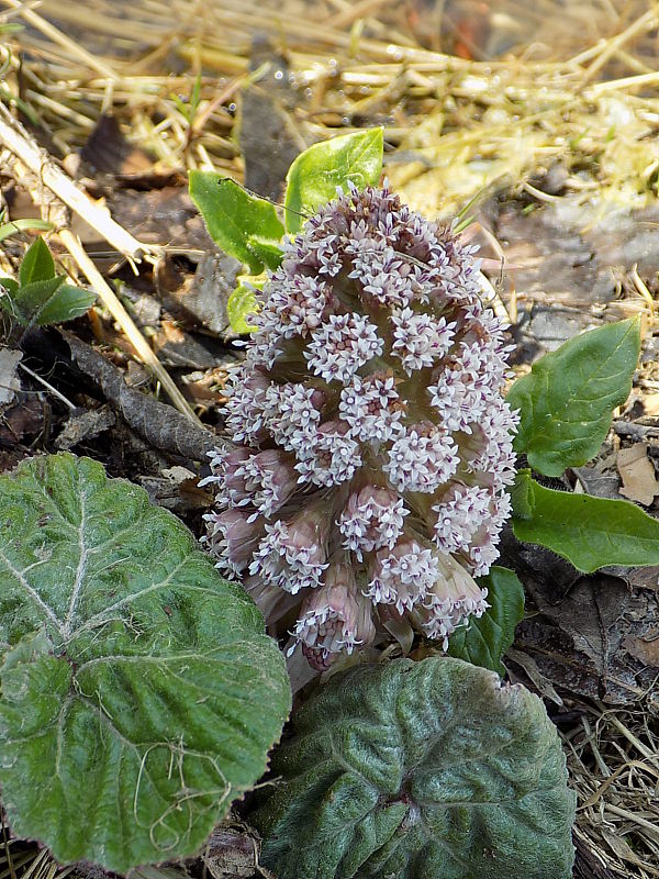 deväťsil lekársky Petasites hybridus (L.) P. Gaertn., B. Mey. et Scherb.