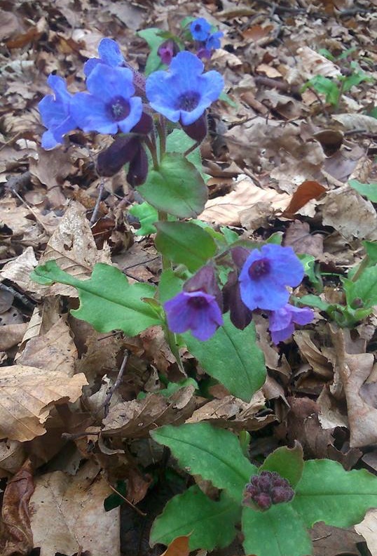 pľúcnik lekársky Pulmonaria officinalis L.