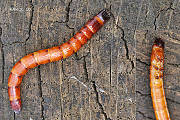 kováčik (larva)