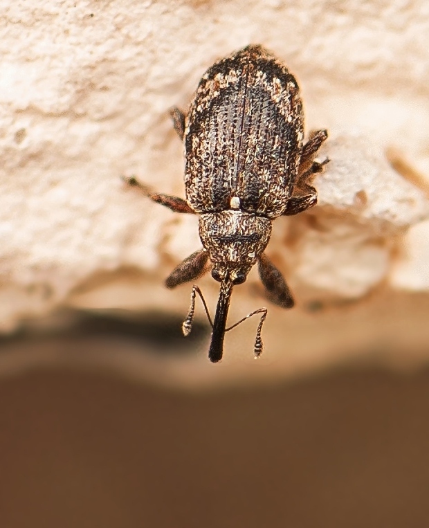 kvetovka jabloňová Anthonomus pomorum