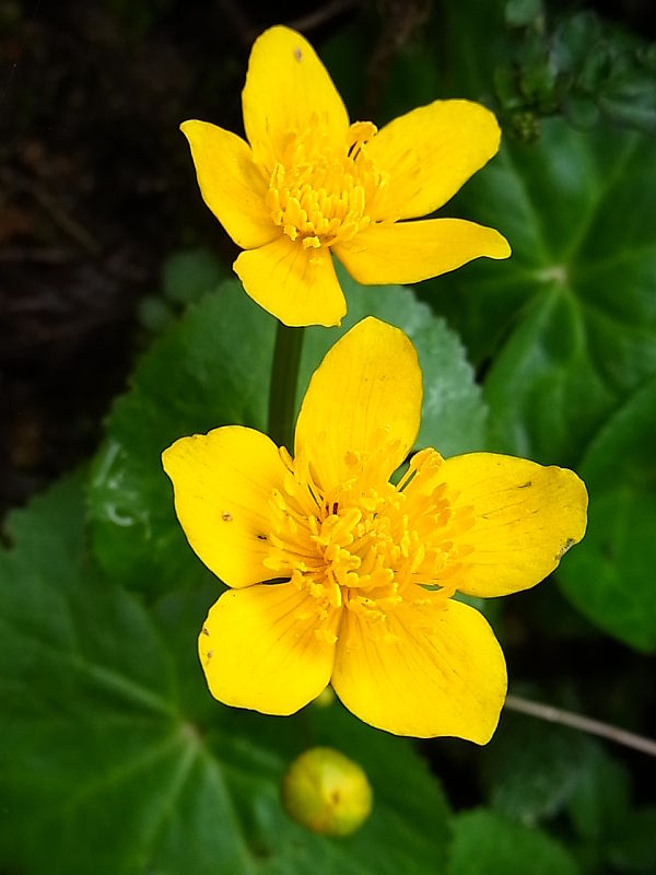 záružlie močiarne Caltha palustris L.