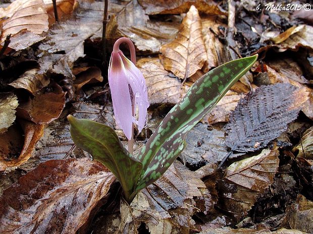 kandik psí Erythronium dens-canis L.