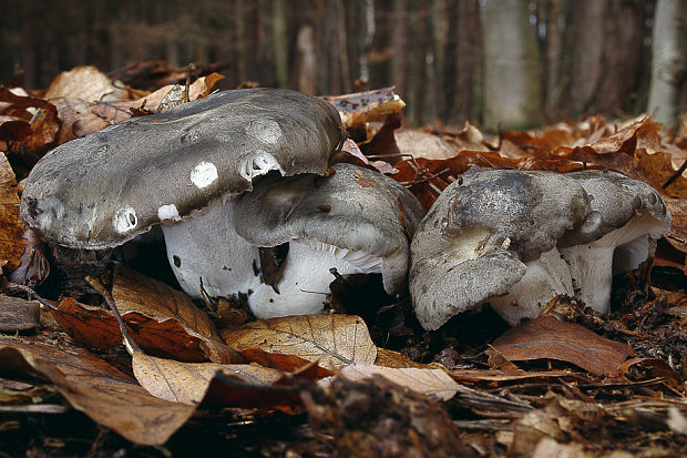 šťavnačka marcová Hygrophorus marzuolus (Fr.) Bres.