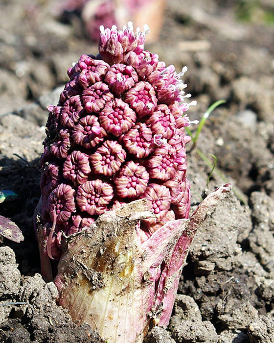 deväťsil lekársky Petasites hybridus (L.) P. Gaertn., B. Mey. et Scherb.