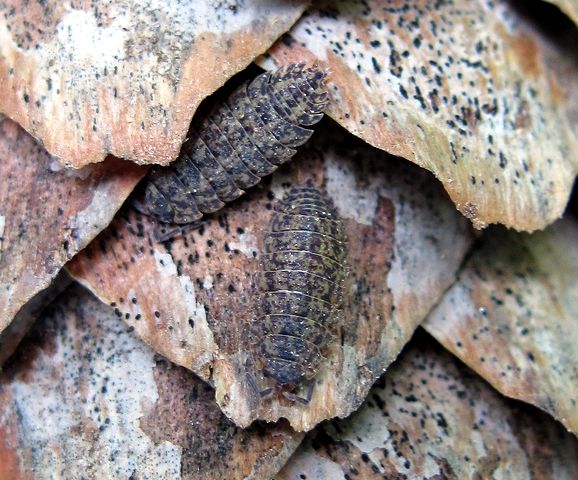 žižiavka Porcellio collicola Verhoeff, 1907