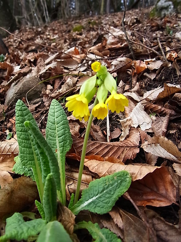 prvosienka jarná Primula veris L.