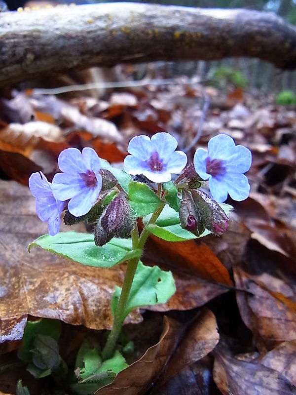 pľúcnik lekársky Pulmonaria officinalis L.