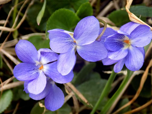 fialka Viola sp.