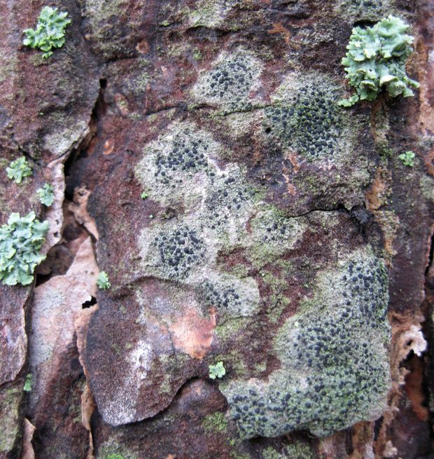 buélia bodkovaná Amandinea punctata