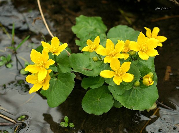 záružlie močiarne Caltha palustris L.