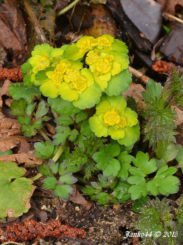 slezinovka striedavolistá Chrysosplenium alternifolium L.