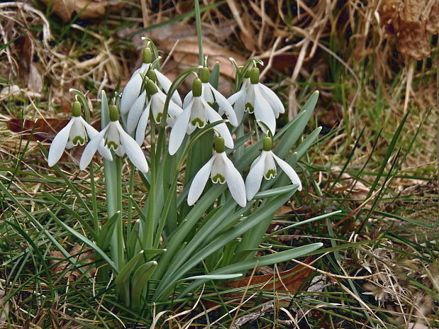 snežienka jarná Galanthus nivalis L.