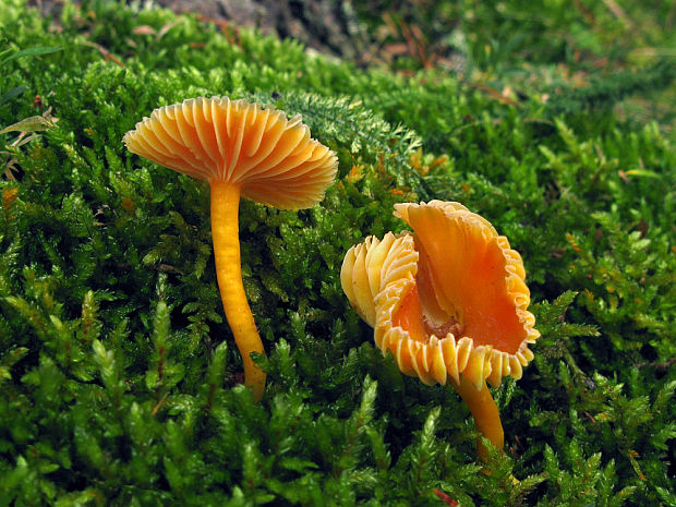 lúčnica Hygrocybe sp.