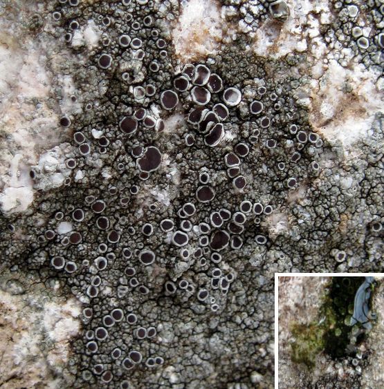 lekanora Lecanora campestris subsp. campestris (Schaer.) Hue