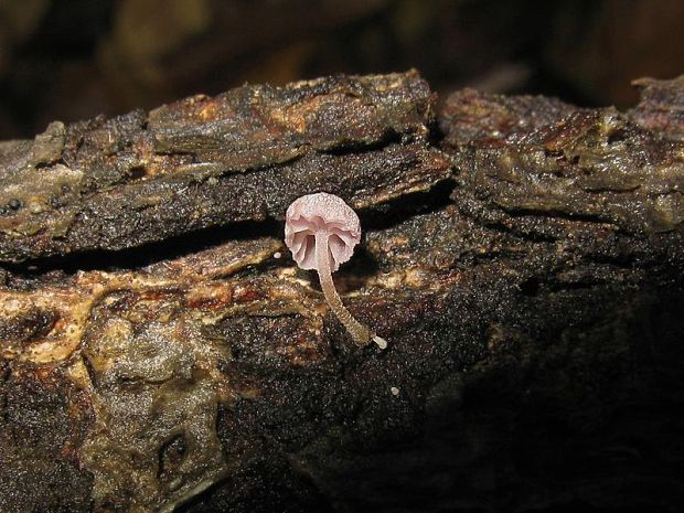 prilbička pomúčená Mycena meliigena (Berk. & Cooke) Sacc.