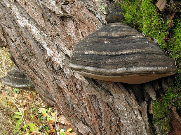 ohňovec obyčajný Phellinus igniarius (L.) Quél.