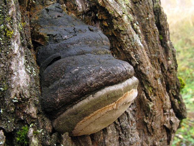 ohňovec obyčajný Phellinus igniarius (L.) Quél.