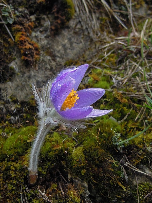 poniklec slovenský Pulsatilla slavica Reuss