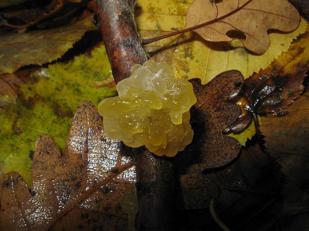 rôsolovka zlatožltá Tremella mesenterica Retz.