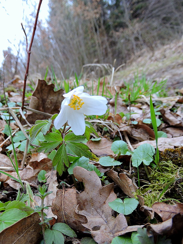 veternica hájna Anemone nemorosa L.