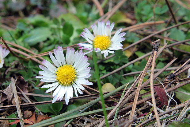 sedmokráska obyčajná Bellis perennis L.