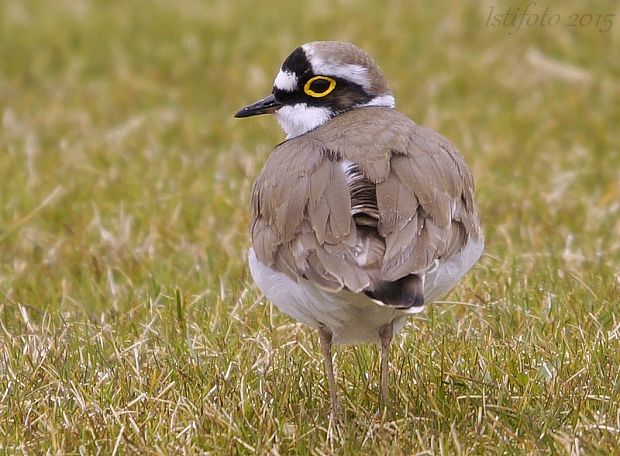 kulík riečny Charadrius dubius