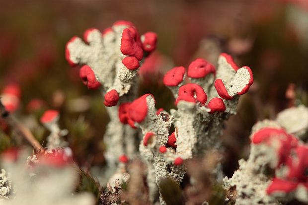 dutohlávka Cladonia sp.