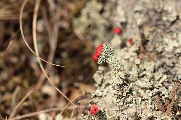 dutohlávka Cladonia sp.