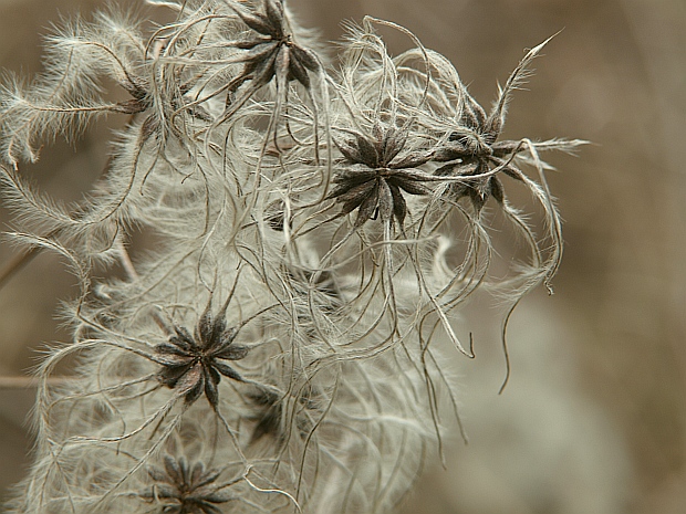 plamienok plotný Clematis vitalba L.