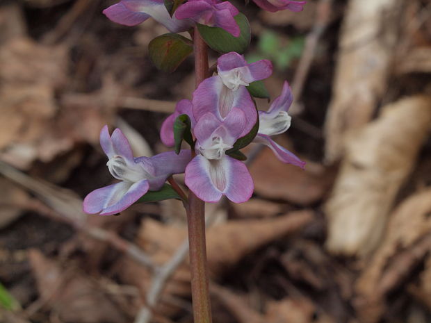 chochlačka dutá Corydalis cava (L.) Schweigg. et Körte