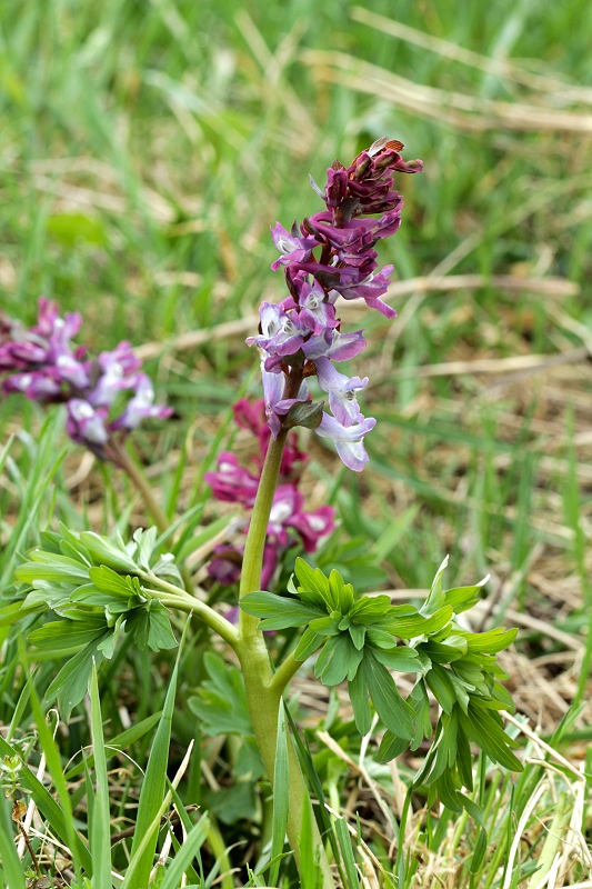 chochlačka dutá Corydalis cava (L.) Schweigg. et Körte