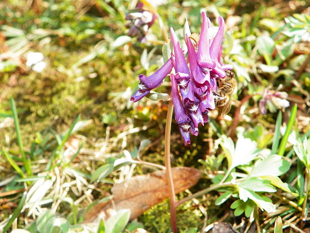 chochlačka plná Corydalis solida (L.) Clairv.