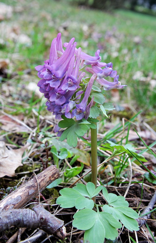 chochlačka plná Corydalis solida (L.) Clairv.