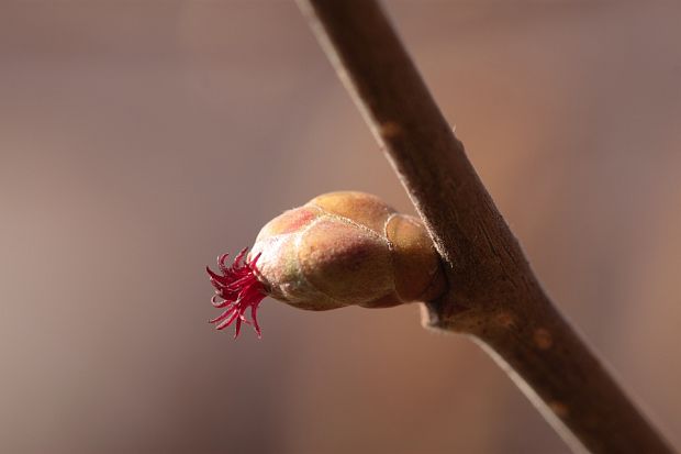 lieska obyčajná Corylus avellana L.