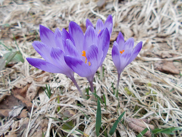 šafran spišský Crocus discolor G. Reuss