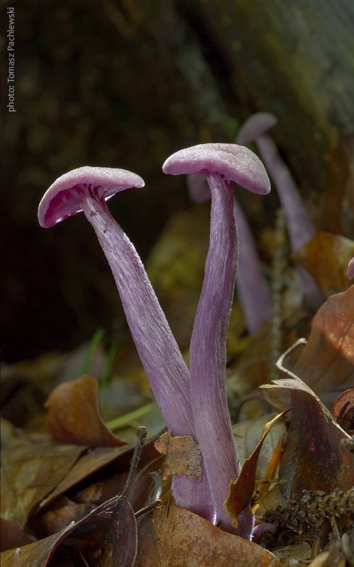 lakovka ametystová Laccaria amethystina (Huds.) Cooke