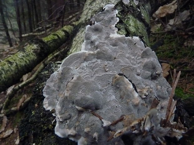 ohňovec hladký Phellinus laevigatus (Fr.) Bourdot & Galzin