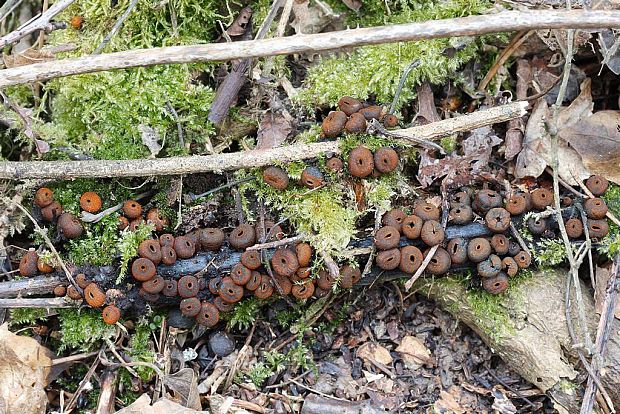 pakorienkovka čierna Plectania melastoma (Sowerby) Fuckel