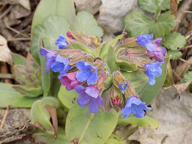 pľúcnik tmavý Pulmonaria obscura Dumort.