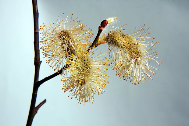 vŕba rakytová Salix caprea  L.