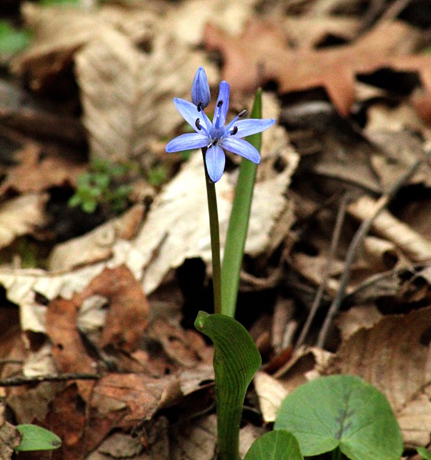 scila dvojlistá Scilla bifolia Spetova