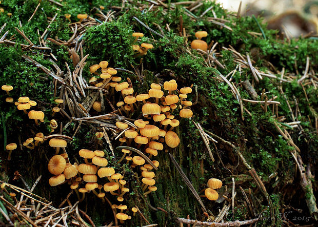 tanečnička zvončekovitá Xeromphalina campanella (Batsch) Maire