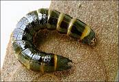 larva kováčika